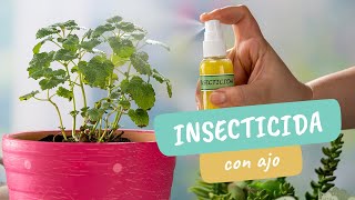 Insecticida casero con ajo para plantas ¡adiós plagas  Craftología Jardinería [upl. by Dulcea418]