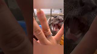 Naughty otters cant stop playing with water😁😍🦦🦦Cute Otter ytviral otternoise ytshort playing [upl. by Cacia]