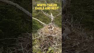 🌴 🪺 The Whitetailed Eagle Sea Eagle 🦅 [upl. by Htaras165]