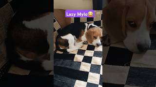 Lazy Mylo😂😂 ytshorts shorts trending funnyanimals beagle india funny doglover [upl. by Mosi]