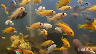 aquarium fishes available Veritysaquarium hyderabadfish [upl. by Aia]