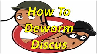 How to Deworm and remove parasites from Discus [upl. by Aiva258]