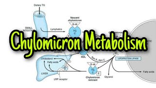 Metabolism of Chylomicron Lipoprotein part1 [upl. by Nyletac]