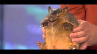 A Screaming Hairy Armadillo squeals on Today Show [upl. by Sileas]