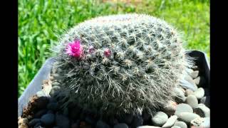 Mammillaria hahniana [upl. by Inahs]