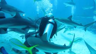 Mergulho com Tubarões  Shark Diving in Nassau Bahamas [upl. by Nolyd772]