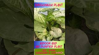 Indoor and air purifier plant  Syngonium plant my garden [upl. by Vally372]