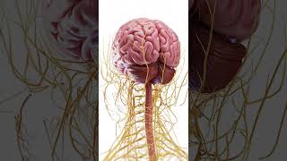 🧠 Explore the Complex Anatomy of the Brain 🧠 anatomy [upl. by Merril277]