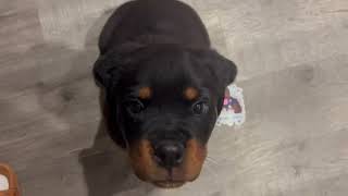 8 Week Old Rottweiler Puppy Training Giant Rotts Kennel [upl. by Haissem]