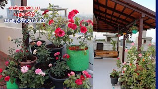 என்னுடைய புது வீடு மாடித்தோட்டம்  My New Terrace garden tour  My terrace rose Garden [upl. by Ardnikal]