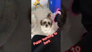 Shih Tzu Puppy barking amd begging BAD BOY puppy shihtzupuppie shihtzu [upl. by Bar]