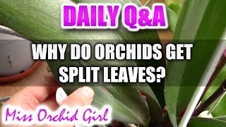 QampA  Why do Orchids get split leaves [upl. by Neelav81]