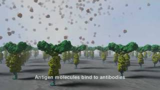 Farfield Immunoglobulin G IgG protein binding [upl. by Woodley303]