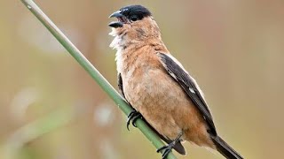 caboclinho macho cantando [upl. by Bugbee]