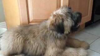 Nellie the Wheaten Terrier  3 to 4 Months [upl. by Elehcir45]