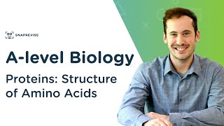 Proteins Structure of Amino Acids  Alevel Biology  OCR AQA Edexcel [upl. by Aisila]