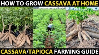 How To Grow Cassava At Home  Grow TAPIOCA From CUTTINGS  Cassava Farming or Tapioca Cultivation [upl. by Towny666]