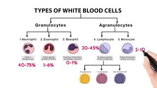 CBC  Complete Blood Count  Haemogram  Haemogram report [upl. by Inek]