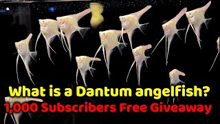 WHAT IS A DANTUM ANGELFISH  1000 SUBSCRIBERS FREE GIVEAWAY [upl. by Erdah]