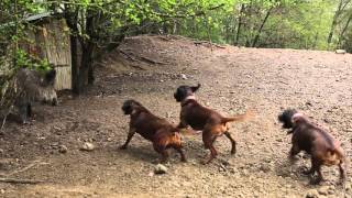 Bavorsky farbiar  V obore  Hog enclosure  Bavarian Mountain Hounds [upl. by Hteazile]