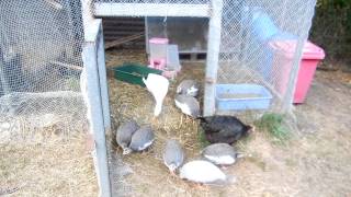 Raise Guinea Fowl Keets  Week 8  The pen door opens [upl. by Doolittle]