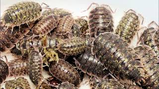 Porcellio flavomarginatus Kreta [upl. by Aicnom]