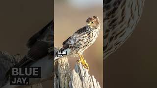 What’s the difference sharp shinned hawk vs Cooper’s hawk shortsfeed shortsvideo shorts [upl. by Sluiter]