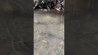 Mosquitofish nature wildlife fish [upl. by Anrapa]