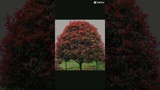 photinia [upl. by Haines]