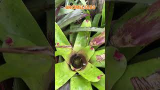 Bromeliads at the Auckland Botanic Gardens Manukau City [upl. by Eciram212]