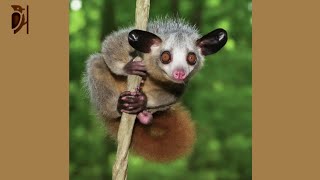 AyeAye The Mysterious Madagascar Lemur [upl. by Hortense]