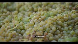 LEcole No 41  Semillon [upl. by Novyad]