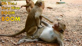 OMG  Very Funny Look at two monkey play new style flashes They are Amazing [upl. by Elsy]