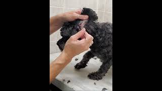 Plucking the hair from a dogs ears with tweezers demo PoodleChihuahua [upl. by Jody]