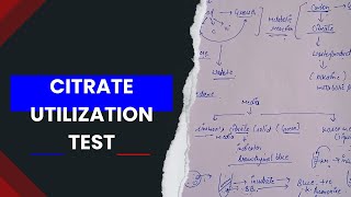 Citrate utilization test biochemical test in microbiology [upl. by Osrock]