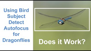 Bird Subject Detection Autofocus  does it work on dragonflies with Om1 [upl. by Macnair]