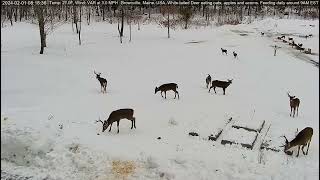 Buck Legends of the Deer Pantry together Vincent Lefty amp Braveheart [upl. by Adnylg]