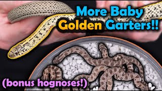 Our Golden Garters and Hognose Snakes had more Babies [upl. by Trocki621]