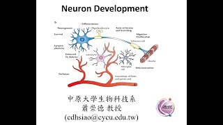 神經細胞發育 Neuron Development [upl. by Eellah]