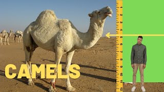 All About Camels Camels Types Camels Eyelashes Camels vs Dromedary Why Camels Have Humps [upl. by Rosmunda345]