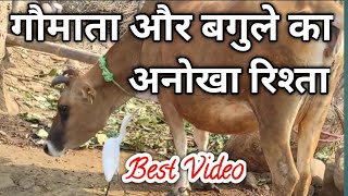 गौमाता और बगुले का अनोखा रिश्ता  Cow and Bagula  Gaay aur Bagula  Cow and Little Egret [upl. by Atterys975]