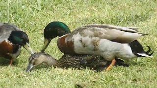 Mallard Ducks Mating  Duck Mating [upl. by Nhguaved]