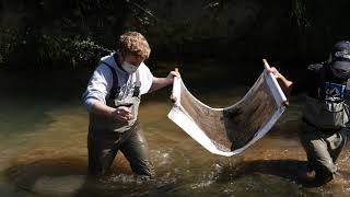 Benthic Macroinvertebrate Assessment [upl. by Cristine]