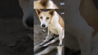 Dog Walks Again Thanks To Incredible Rescue Team  Dog rescue shorts animalrescues [upl. by Naval]