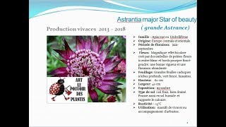 Conseil jardinage Fiche technique Astrantia major Star of beauty Plante vivace [upl. by Ketti312]