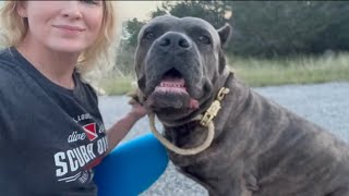 Walking my HUGE 155 lb Cane Corso Dog on a Leash [upl. by Eleaffar]