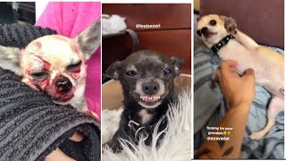 MREVIATAR TIKTOK COMPILATION CHIHUAHUA  Niki the angry chihuahua dog  chihuahua mreviatar [upl. by Eehtomit]