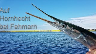 Hornhecht Angeln vom Boot bei Fehmarn 2017 [upl. by Fenny43]