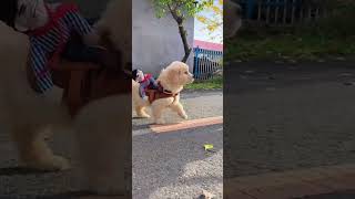 Pets at home Shorts cutedog Dog Catcute animal [upl. by Gothar]