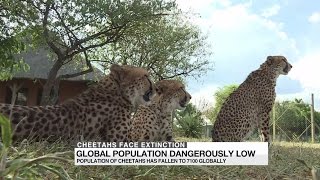 Cheetahs face extinction Global population dangerously low [upl. by Yboj72]